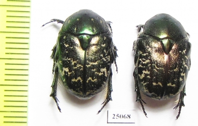 Protaetia karelini  Kazakhstan - INSECTS-STORE.RU