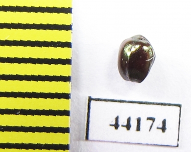 Ceratocanthinae sp.  Madagascar - INSECTS-STORE.RU