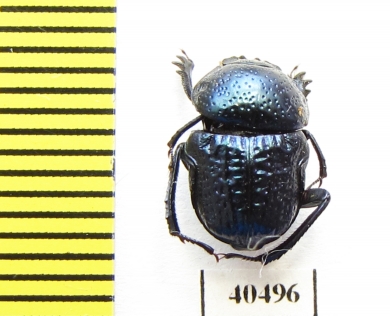 Gymnopleurus sp.  Tanzania - INSECTS-STORE.RU