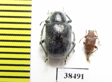 Chrysomelidae sp.  Malaysia - INSECTS-STORE.RU