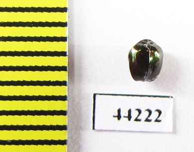 Ceratocanthinae sp.  Madagascar - INSECTS-STORE.RU