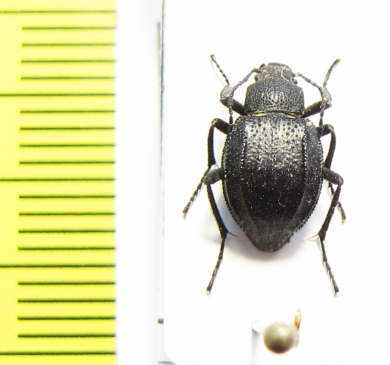 Lasiostola laticollis  Uzbekistan - INSECTS-STORE.RU