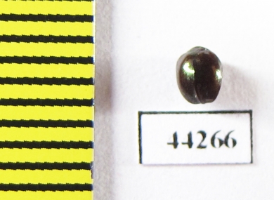 Ceratocanthinae sp.  Madagascar - INSECTS-STORE.RU