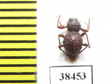 Malaysphena sp.  Malaysia - INSECTS-STORE.RU