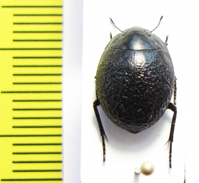 Gyrosis orbicularis  Namibia - INSECTS-STORE.RU