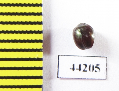 Ceratocanthinae sp.  Madagascar - INSECTS-STORE.RU