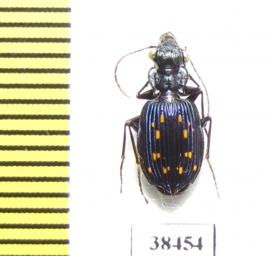 Pericalus sp.  Malaysia - INSECTS-STORE.RU