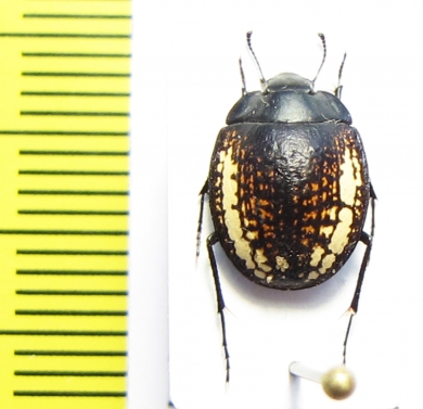 Calosis amabilis  Namibia - INSECTS-STORE.RU