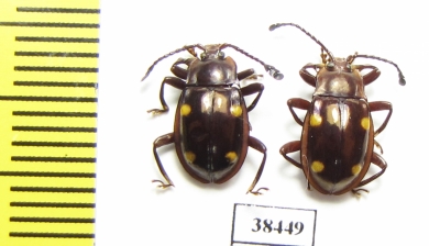 Endomychidae sp.  Malaysia - INSECTS-STORE.RU