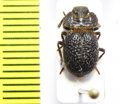 Pogonobasis sp.  Benin - INSECTS-STORE.RU