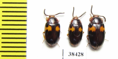 Tenebrionidae sp.  Malaysia - INSECTS-STORE.RU