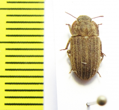 Tenebrionidae sp.  Argentina - INSECTS-STORE.RU