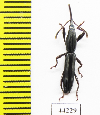 Brentidae sp.  Madagascar - INSECTS-STORE.RU