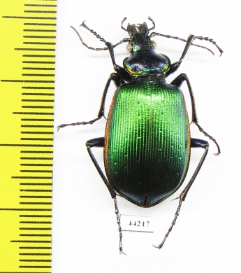 Calosoma scrutator  Mexico - INSECTS-STORE.RU