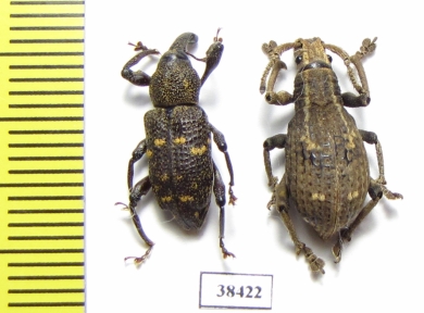 Curculionidae sp.  Malaysia - INSECTS-STORE.RU