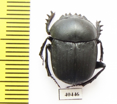 Scarabaeus viator  Namibia - INSECTS-STORE.RU