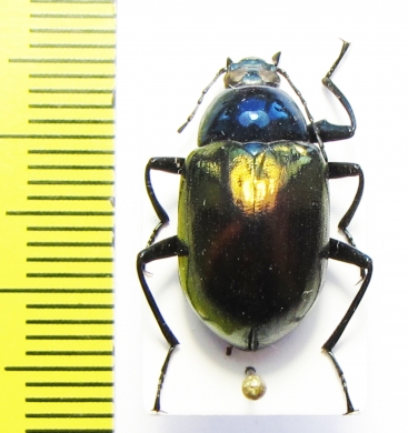 Tenebrionidae sp.  Vietnam - INSECTS-STORE.RU