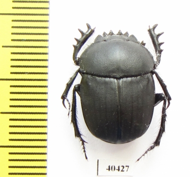 Scarabaeus viator  Namibia - INSECTS-STORE.RU