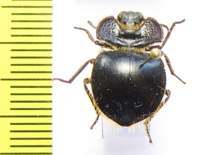 Pogonobasis sp.  Namibia - INSECTS-STORE.RU