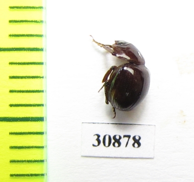 Ceratocanthinae sp.  Peru - INSECTS-STORE.RU