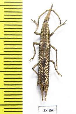 Brentidae sp.  Malaysia - INSECTS-STORE.RU