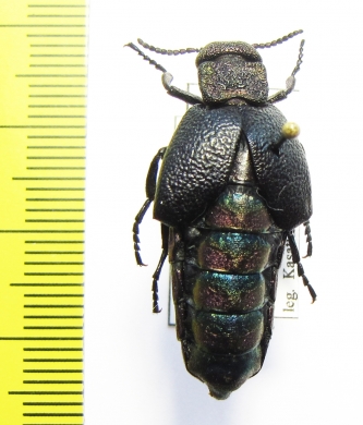 Meloe variegata  Turkey - INSECTS-STORE.RU