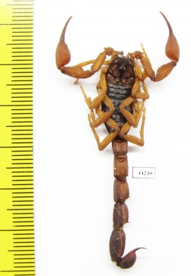 Scorpiones sp.  Madagascar - INSECTS-STORE.RU