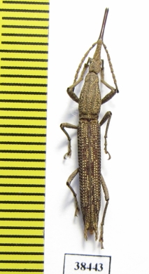 Brentidae sp.  Malaysia - INSECTS-STORE.RU