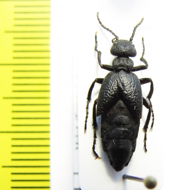 Meloe rugosus  Russia - INSECTS-STORE.RU