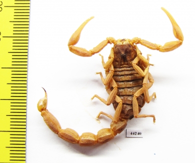 Scorpiones sp.  Madagascar - INSECTS-STORE.RU