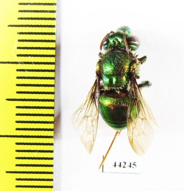 Hymenoptera sp.  Peru - INSECTS-STORE.RU