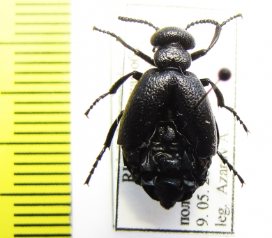 Meloe brevicollis  Russia, Tver reg. - INSECTS-STORE.RU