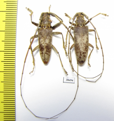 Acalolepta sp., pair  Malaysia - INSECTS-STORE.RU