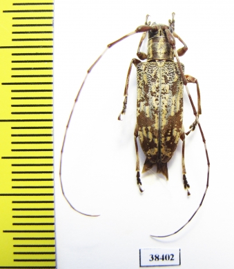 Cerambycidae sp.  Malaysia - INSECTS-STORE.RU