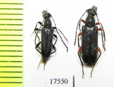 Anoplodera rufipes, pair  Russia, Adygea reg. - INSECTS-STORE.RU