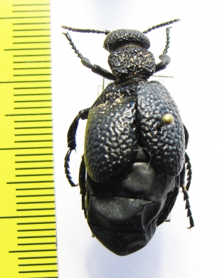 Meloe tuccius  Turkey - INSECTS-STORE.RU