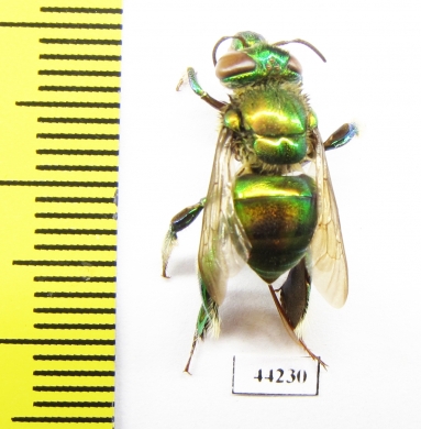 Hymenoptera sp.  Peru - INSECTS-STORE.RU