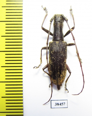 Gnoma sp.  Malaysia - INSECTS-STORE.RU