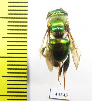 Hymenoptera sp.  Peru - INSECTS-STORE.RU