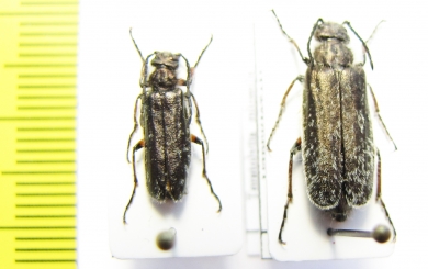 Teratolytta pilosella, pair  Tajikistan - INSECTS-STORE.RU