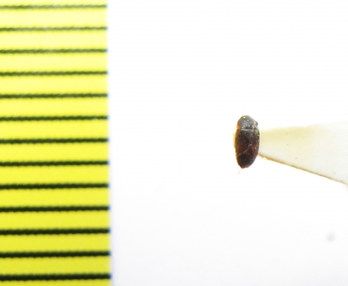 Mycetophagidae, Litargus unifasciatus  Russia, Primorje reg. - INSECTS-STORE.RU