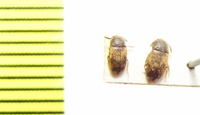 Mycetophagidae, Mycetophagus infulatus  Azerbaijan - INSECTS-STORE.RU