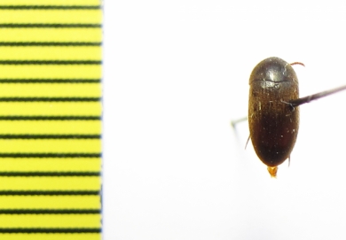 Eustrophus niponicus  Russia, Far East - INSECTS-STORE.RU