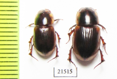 Aphodiinae sp., pair  Zambia - INSECTS-STORE.RU