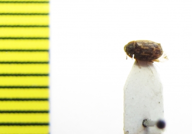 Mycetophagidae, Litargops maculosus  Russia, Kunashir isl. - INSECTS-STORE.RU