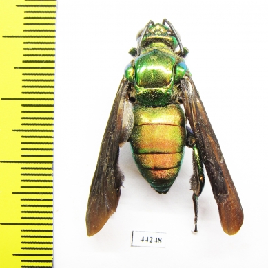 Hymenoptera sp.  Peru - INSECTS-STORE.RU