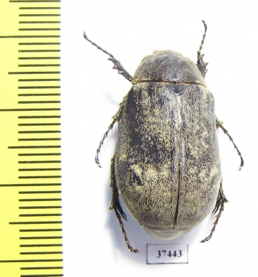 Melolonthinae sp.  South Africa Rep. - INSECTS-STORE.RU