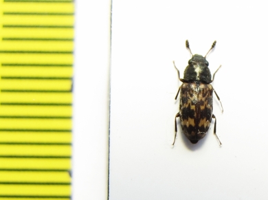 Salpingidae, Elacatis kraatzi  Russia, Far East - INSECTS-STORE.RU