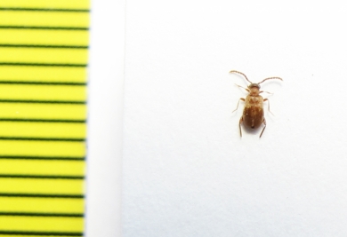 Aderidae, Aderus populneus  Russia, Tver reg. - INSECTS-STORE.RU