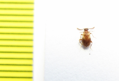 Aderidae, Aderus populneus  Russia, Tver reg. - INSECTS-STORE.RU